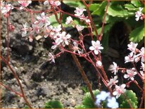 Saxifraga urbium