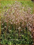 Saxifraga urbium