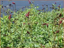 Sanguisorba menziesii