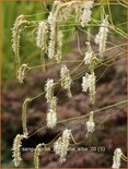 Sanguisorba tenuifolia &#39;Alba&#39;