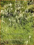 Sanguisorba tenuifolia &#39;Alba&#39;