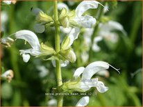 Salvia pratensis 'Swan Lake'