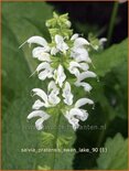 Salvia pratensis 'Swan Lake'