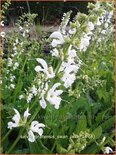 Salvia pratensis 'Swan Lake'