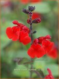 Salvia 'Royal Bumble'