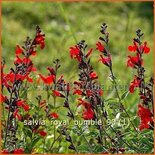Salvia 'Royal Bumble'