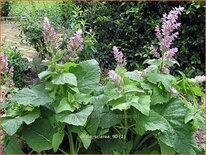 Salvia sclarea
