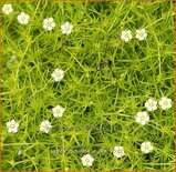 Sagina subulata 'Aurea'