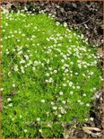 Sagina subulata 'Aurea'