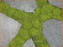 Sagina subulata 'Aurea'