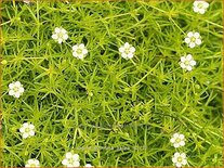 Sagina subulata 'Aurea'