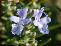 Rosmarinus officinalis &#39;Capri&#39;