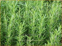 Rosmarinus officinalis &#39;Perigord&#39;