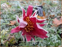 Pulsatilla vulgaris &#39;Papageno&#39;
