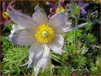 Pulsatilla vulgaris &#39;Papageno&#39;