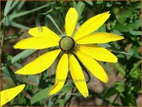 Ratibida pinnata