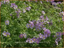 Polemonium caeruleum &#39;Lambrook Mauve&#39;