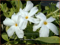 Phlox stolonifera 'Ariane'