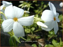 Phlox stolonifera 'Ariane'