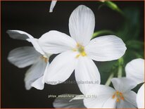Phlox stolonifera 'Ariane'