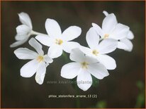 Phlox stolonifera 'Ariane'