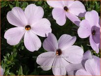 Phlox 'Lilac Cloud'