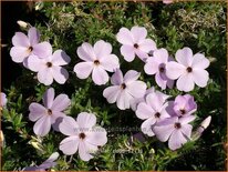 Phlox 'Lilac Cloud'