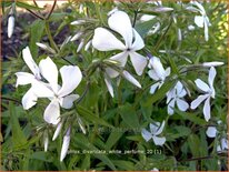 Phlox divaricata &#39;White Perfume&#39;