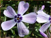 Phlox 'Benita'