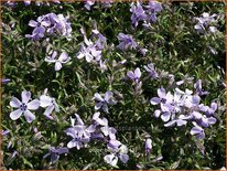 Phlox 'Benita'