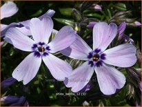 Phlox 'Benita'