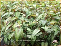 Persicaria microcephala &#39;Silver Dragon&#39;