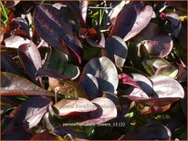 Penstemon digitalis &#39;Dark Towers&#39;