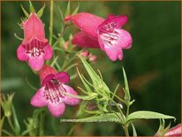 Penstemon 'Hidcote Pink'