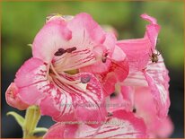 Penstemon 'Hidcote Pink'