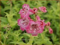Penstemon 'Hidcote Pink'