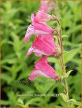 Penstemon 'Hidcote Pink'