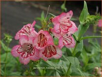 Penstemon 'Hidcote Pink'