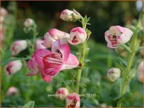 Penstemon 'Hidcote Pink'