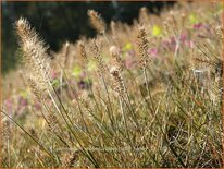 Pennisetum alopecuroides &#39;Little Honey&#39;