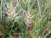 Pennisetum alopecuroides &#39;Little Honey&#39;