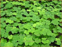 Oxalis acetosella