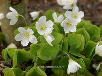 Oxalis acetosella