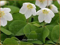 Oxalis acetosella