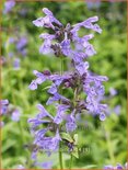 Nepeta sibirica