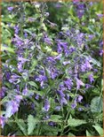 Nepeta sibirica &#39;Souvenir d&#39;Andre Chaudron&#39;