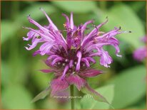 Monarda 'Aquarius'