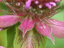Monarda 'Aquarius'