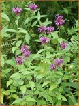 Monarda 'Aquarius'