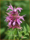 Monarda 'Aquarius'